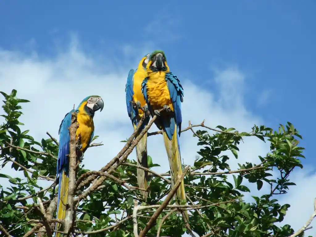 Familia de loros que embellezan lo alto en Caracas Loros en Caracas